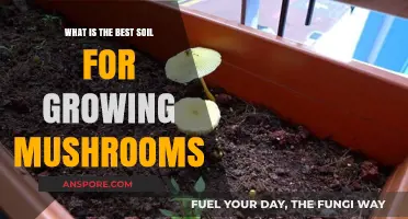 Optimal Soil Secrets: Growing Healthy, Abundant Mushrooms at Home