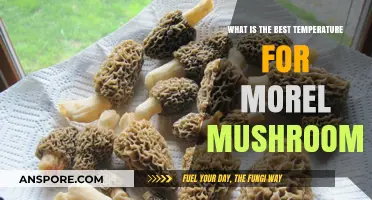 Optimal Morel Mushroom Growth: Finding the Perfect Temperature Range