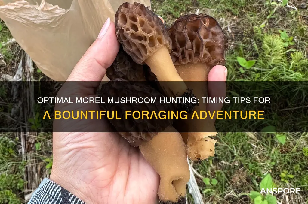 what is the best time to find morel mushrooms