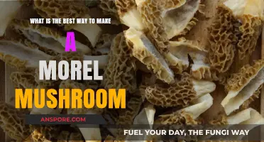 Mastering Morel Mushrooms: Top Techniques for Perfect Preparation