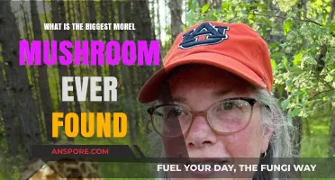 Unveiling the World's Largest Morel Mushroom Discovery: A Fungal Giant