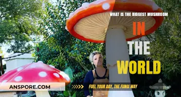 Discovering the World's Largest Mushroom: A Giant Fungus Unveiled