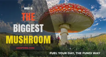 Giant Fungi: World's Largest Mushroom Species