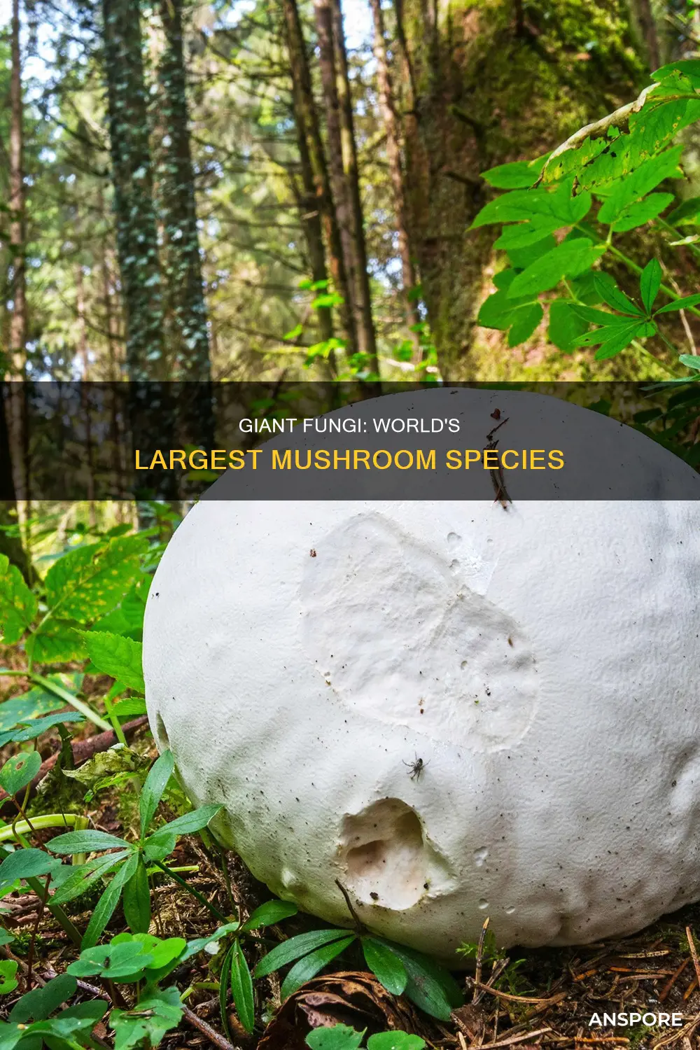 what is the biggest mushroom