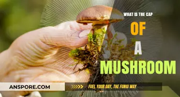 Understanding the Mushroom Cap: Structure, Function, and Culinary Uses