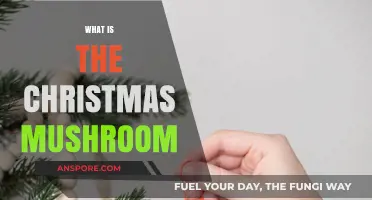 Christmas Mushroom: A Festive Fungus Explained