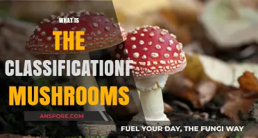 Mushroom Classification: A Guide to Identifying Fungi