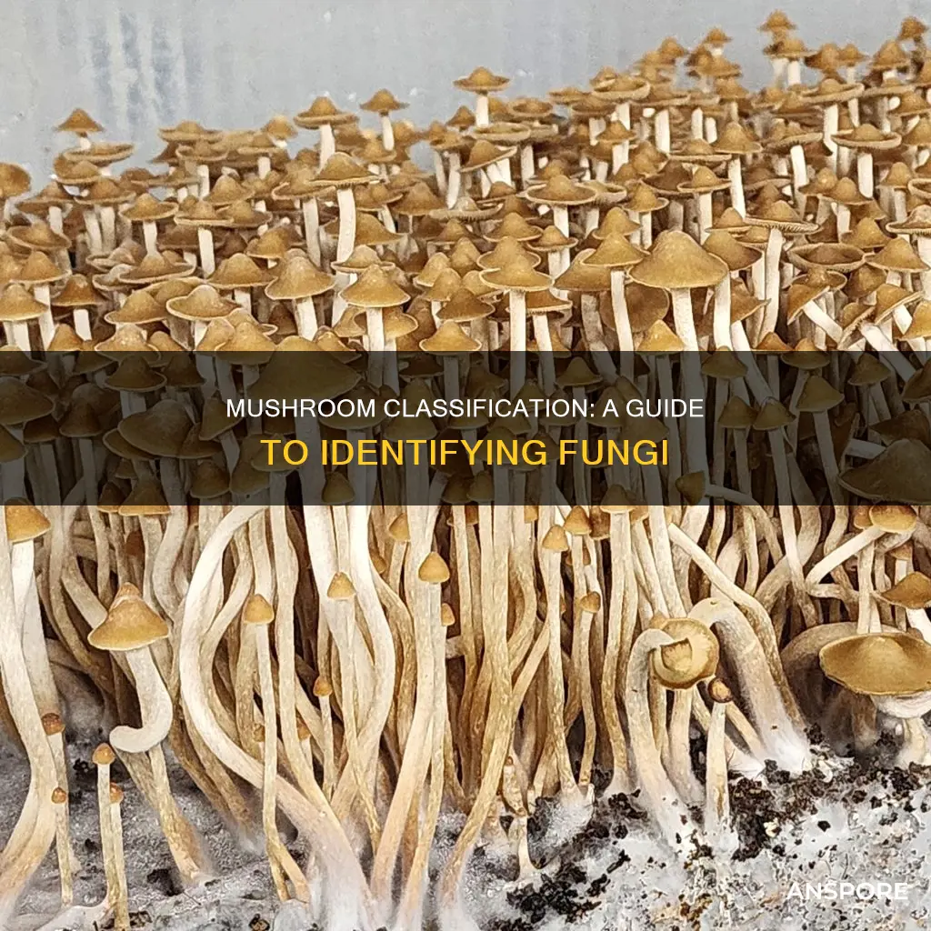 what is the classificationfor mushrooms