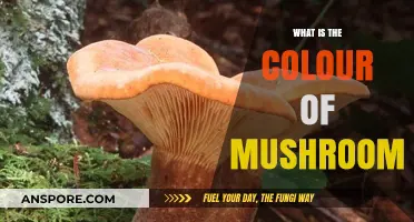 Exploring the Diverse and Fascinating Colors of Mushrooms in Nature