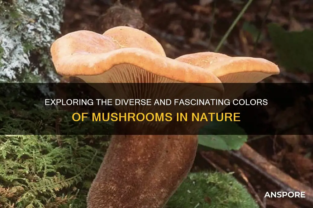 what is the colour of mushroom