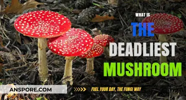 Deadly Mushrooms: The Most Lethal Fungi You Should Avoid