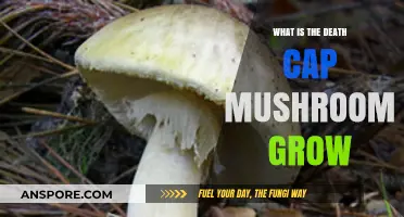 Understanding the Deadly Death Cap Mushroom: Growth, Habitat, and Risks