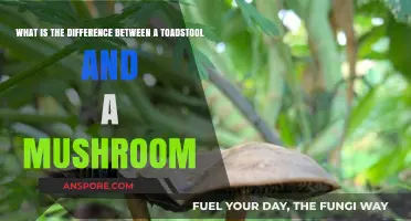 Toadstools vs. Mushrooms: Unraveling the Fungal Differences and Myths
