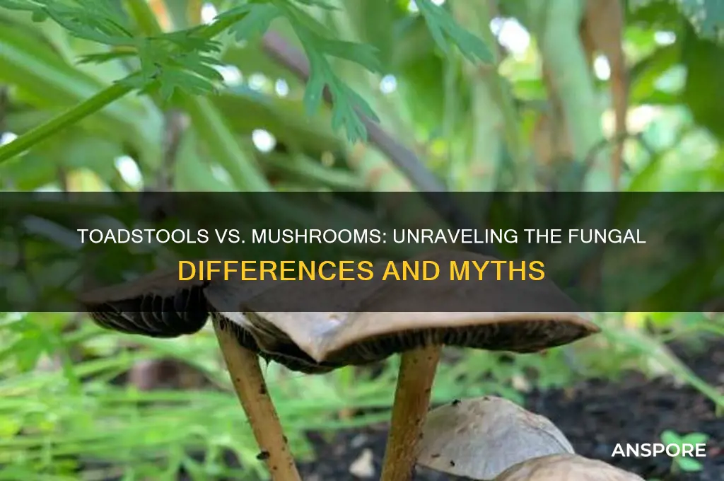 what is the difference between a toadstool and a mushroom