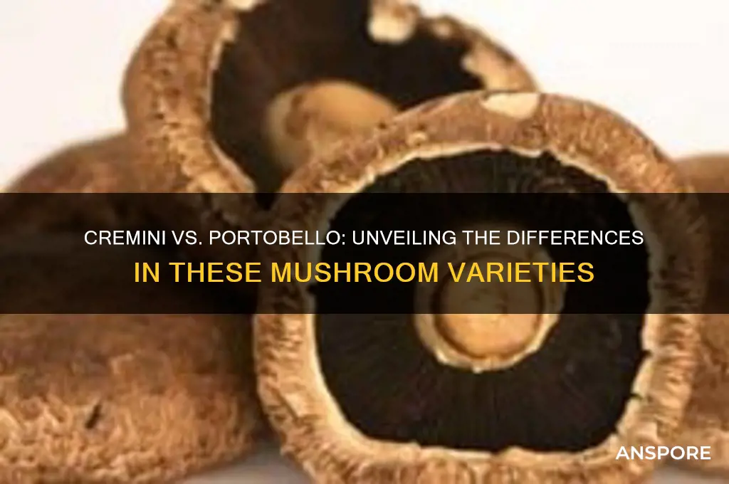 what is the difference between cremini and portobello mushrooms