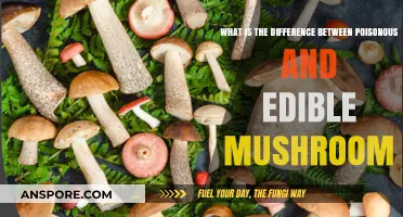 Poisonous vs. Edible Mushrooms: Key Differences and Safe Foraging Tips