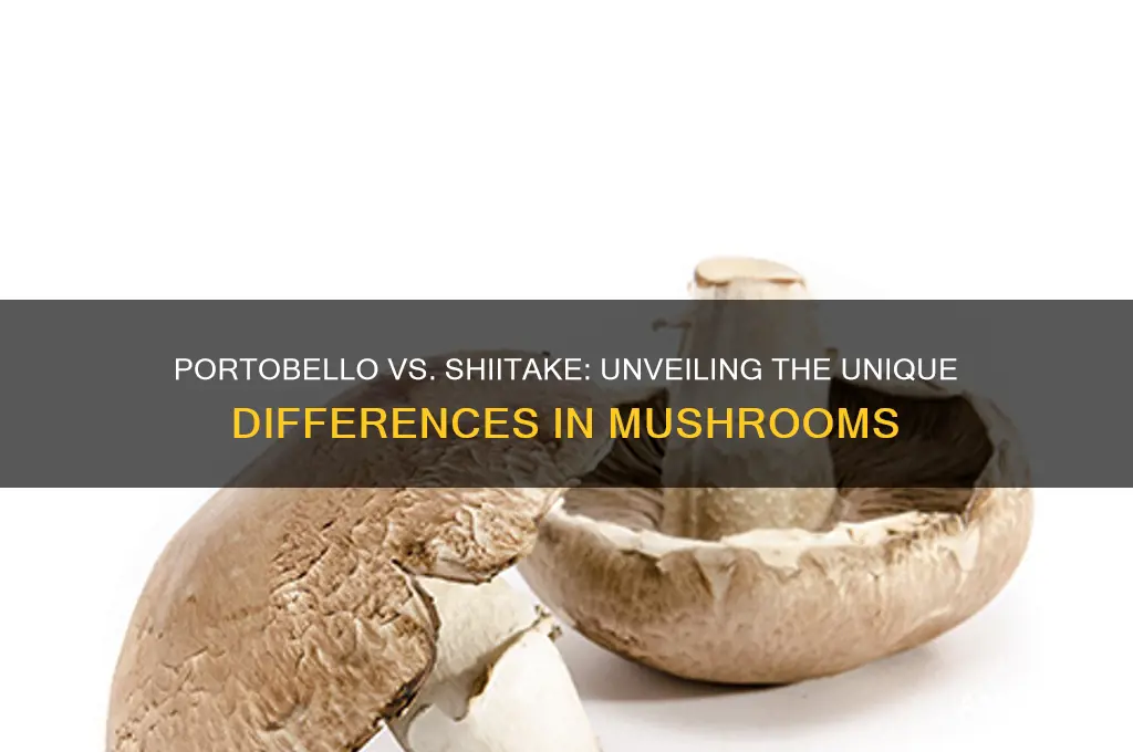 what is the difference between portobello and shiitake mushrooms