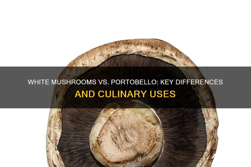 what is the difference between white mushrooms and portobello