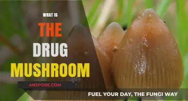 Mushroom Drugs: A Trip to the Unknown