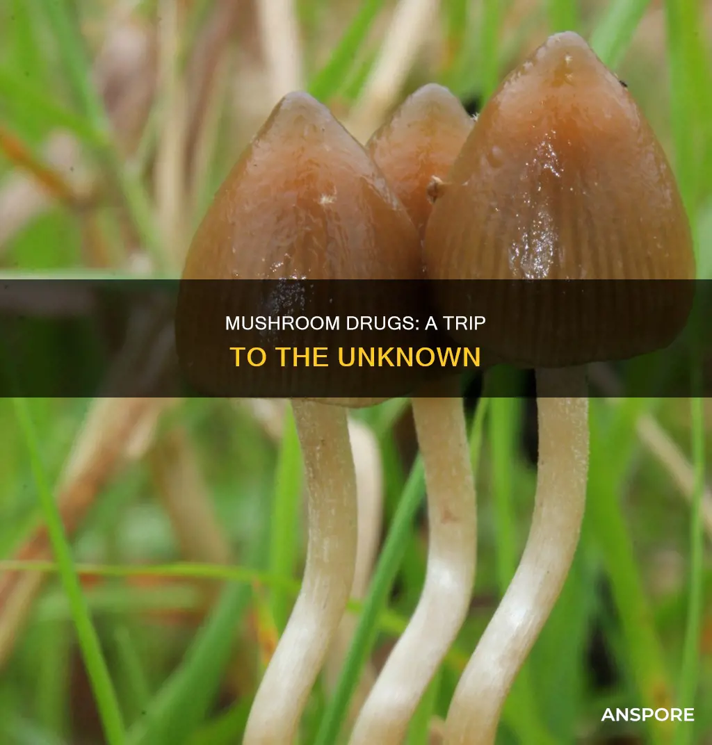 what is the drug mushroom