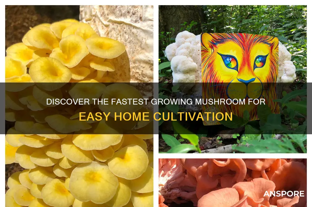 what is the easiest and fastest growing mushroom
