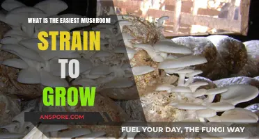Beginner's Guide: Simplest Mushroom Strain for Home Cultivation