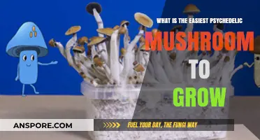 Beginner's Guide: Simplest Psychedelic Mushroom Cultivation for Home Growers