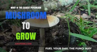 Beginner's Guide: Simplest Psilocybin Mushroom to Cultivate at Home