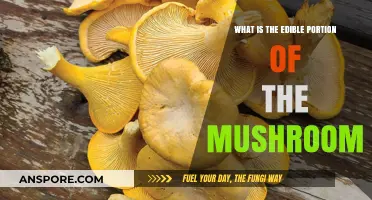 Exploring the Edible Portion of Mushrooms: A Tasty Guide