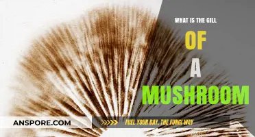 Understanding Mushroom Gills: Structure, Function, and Identification Guide