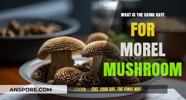 Current Morel Mushroom Prices: What's the Going Rate Today?