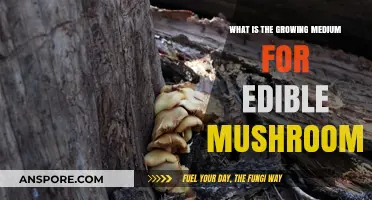 Best Growing Mediums for Cultivating Delicious Edible Mushrooms at Home