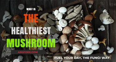 Mushroom Superfoods: Which is the Healthiest?