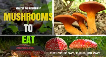 Discover the Top Healthiest Mushrooms to Boost Your Diet Naturally