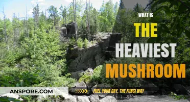 Weighty Wonders: Heaviest Mushrooms Unveiled