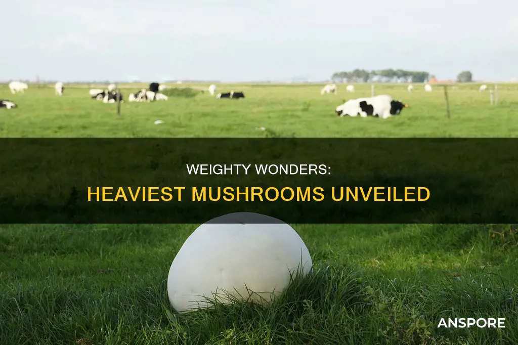 what is the heaviest mushroom