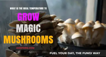 Optimal Temperature Range for Cultivating Magic Mushrooms Successfully
