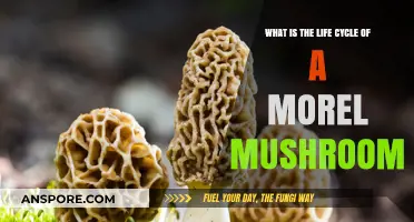 Understanding the Fascinating Life Cycle of Morel Mushrooms