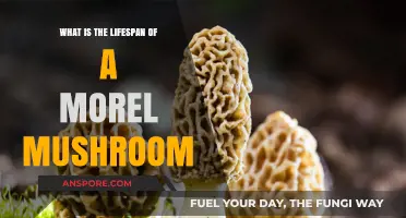 Understanding the Lifespan of Morel Mushrooms: Growth, Harvest, and Decay