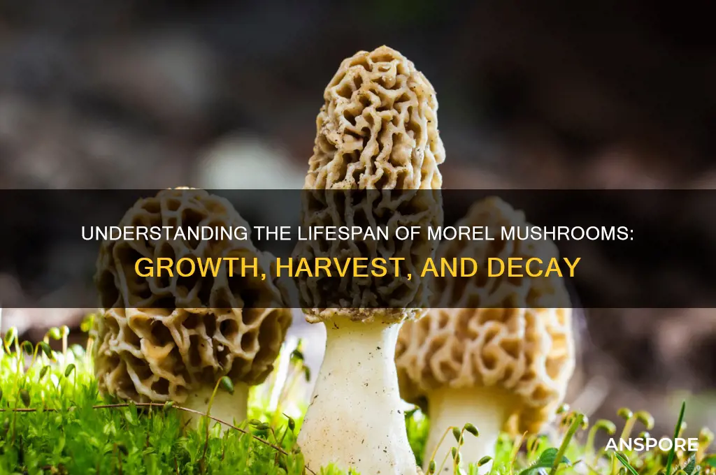 what is the lifespan of a morel mushroom