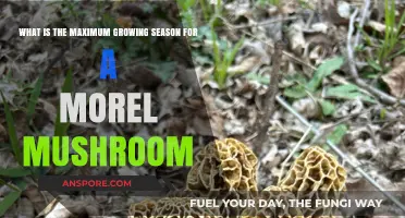 Optimal Conditions for Morel Mushrooms: Maximizing Their Growing Season