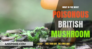 Britain's Deadliest Fungus: Unveiling the Most Poisonous Mushroom in the UK