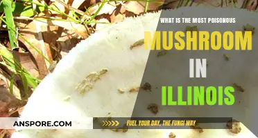 Deadly Fungi: Illinois' Most Poisonous Mushroom Revealed