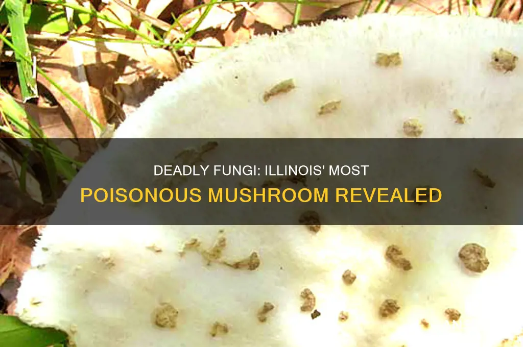 what is the most poisonous mushroom in illinois