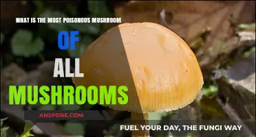Deadly Fungi: Unveiling the World's Most Poisonous Mushroom Species