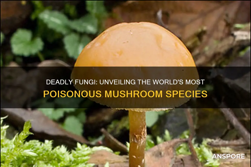 what is the most poisonous mushroom of all mushrooms