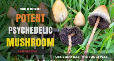 Exploring the Most Potent Psychedelic Mushroom: Effects and Risks
