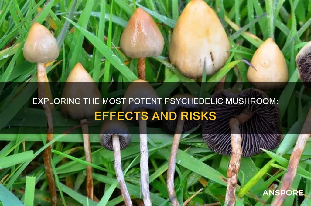what is the most potent psychedelic mushroom