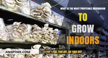 Profitable Indoor Mushroom Farming: Top Varieties for Maximum Returns