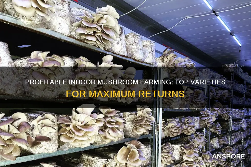 what is the most profitable mushroom to grow indoors